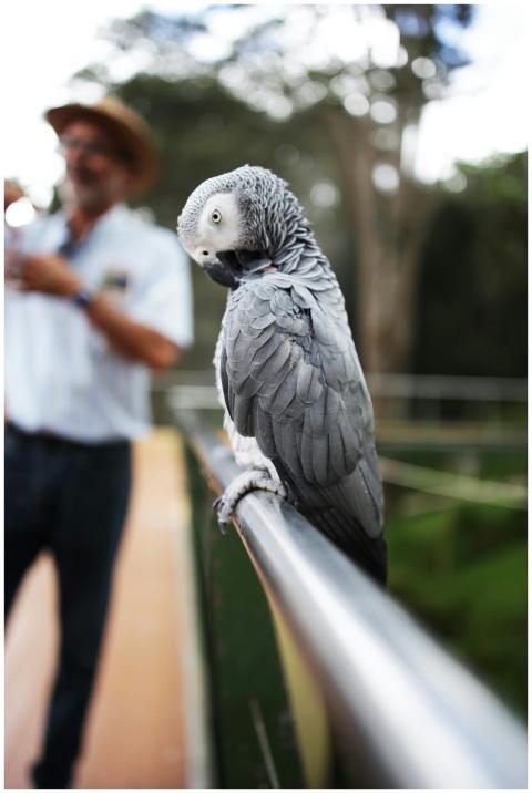 Close-up view of an African Grey Parrot perched on