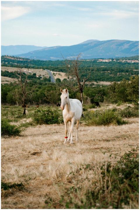 A white horse stands in a serene Spanish countrysi