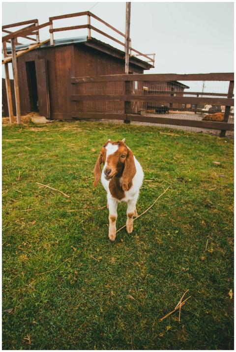 A cute goat stands in a rural farm with a wooden b