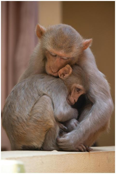 A tender moment between a mother and baby monkey d