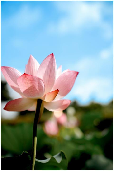 A vibrant pink lotus flower blooming against a cle