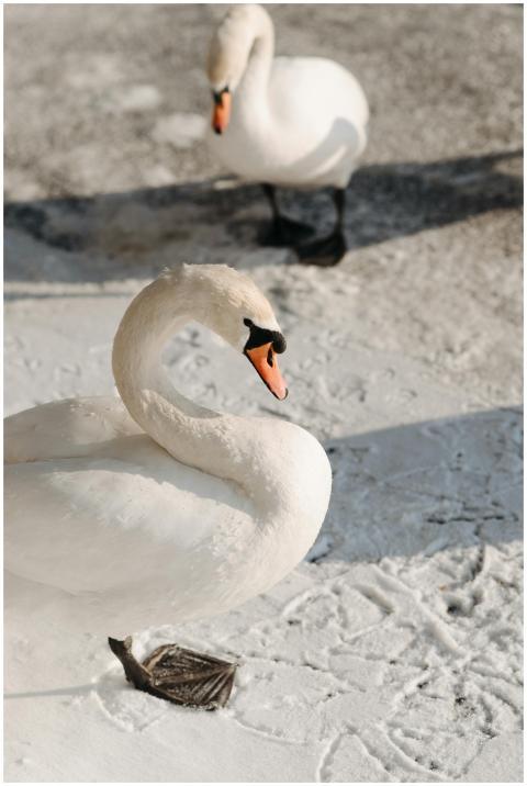 Two graceful swans standing on a snow-covered surf