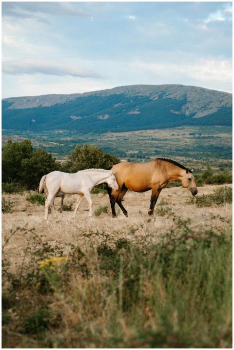 Two wild horses roam in the scenic Spanish country