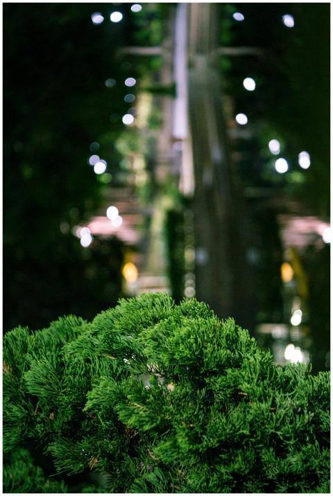 Vibrant green foliage with bokeh lights at night i