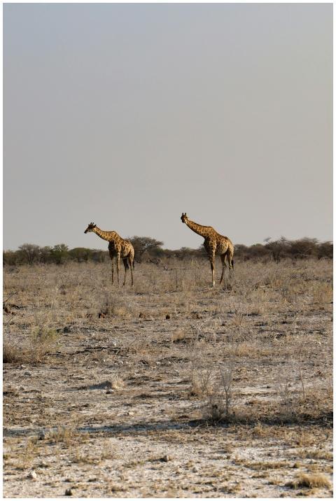 Giraffes Roaming African Savanna