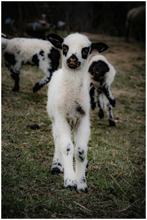 A close-up of adorable lambs frolicking in a lush