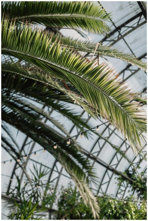 Lush palm leaves in a sunlit greenhouse, showcasin