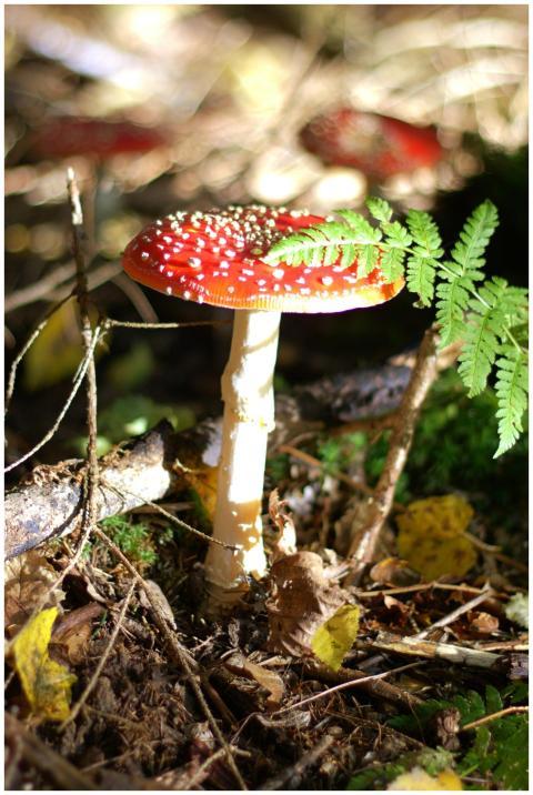 A stunning fly agaric mushroom captured in a sun-d