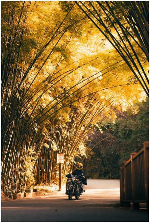 Motorcyclist rides through a sunlit bamboo grove,