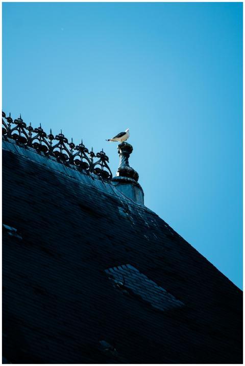 A seagull perched on an ornate roof detail under a