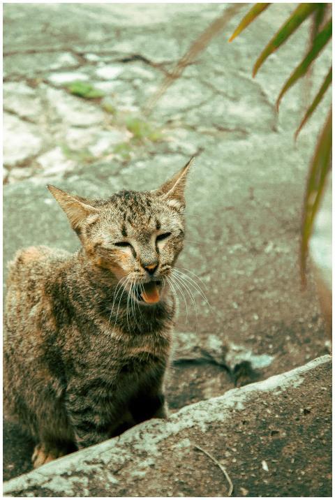 Brown tabby cat yawning sitting on concrete outdoo
