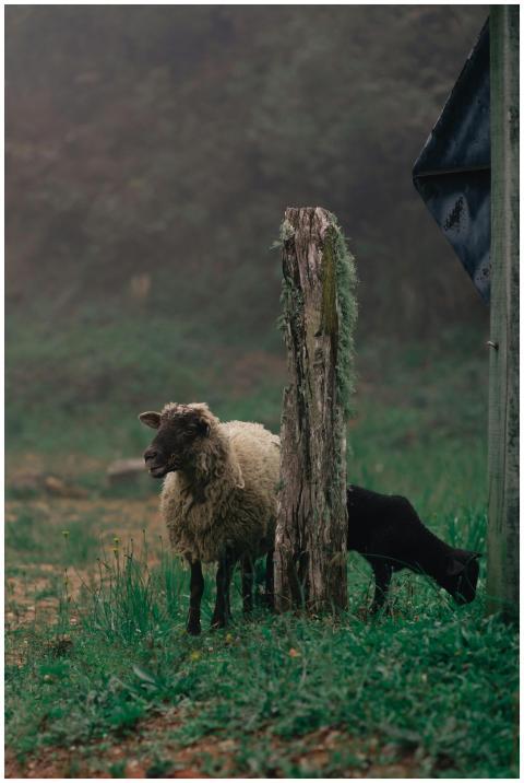 A tranquil image of sheep nestled in a misty, rura