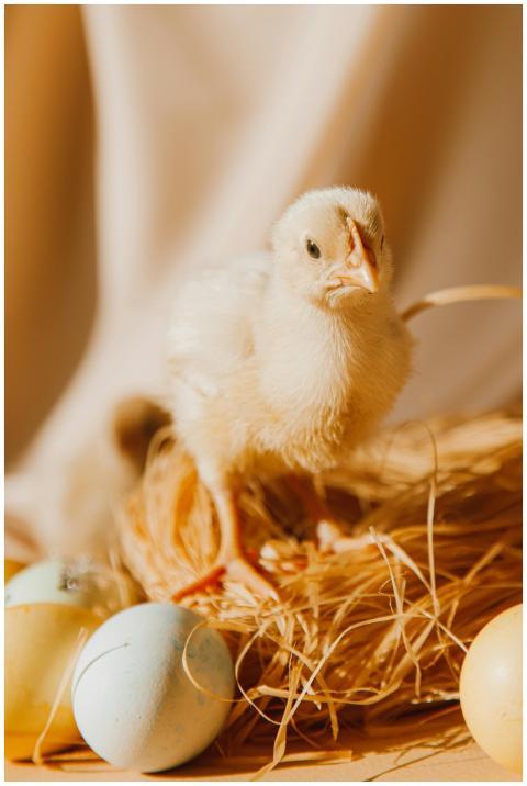 Delightful Easter scene of a fluffy chick with col