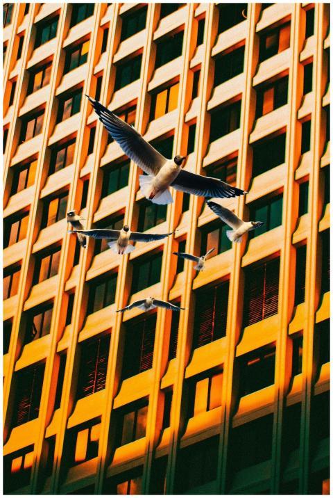 Seagulls soar against a sunlit Atlanta skyscraper,