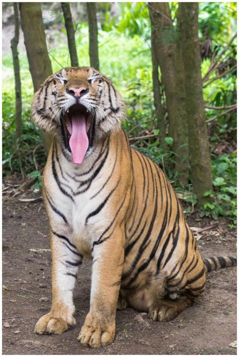 Bengal tiger yawning in a lush forest setting show