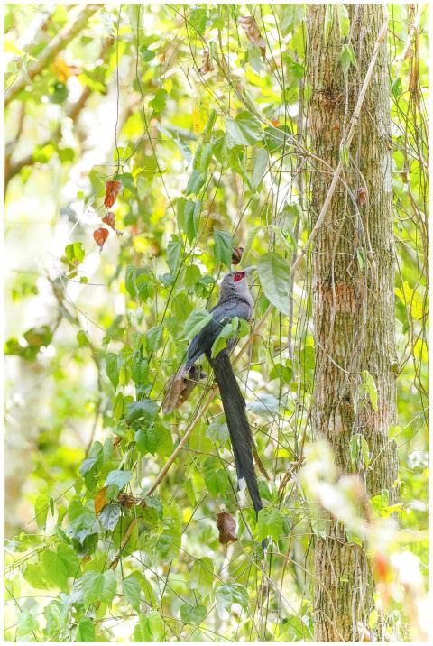 Beautiful bird with a long tail perched amidst lus