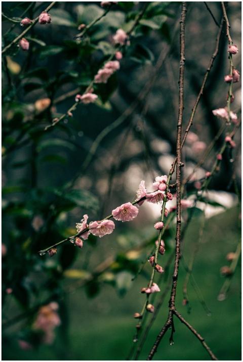 Close-up of pink cherry blossoms on a branch in a