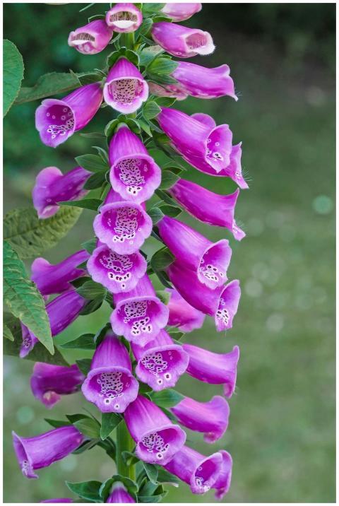 Close-up of stunning purple foxglove flowers (Digi