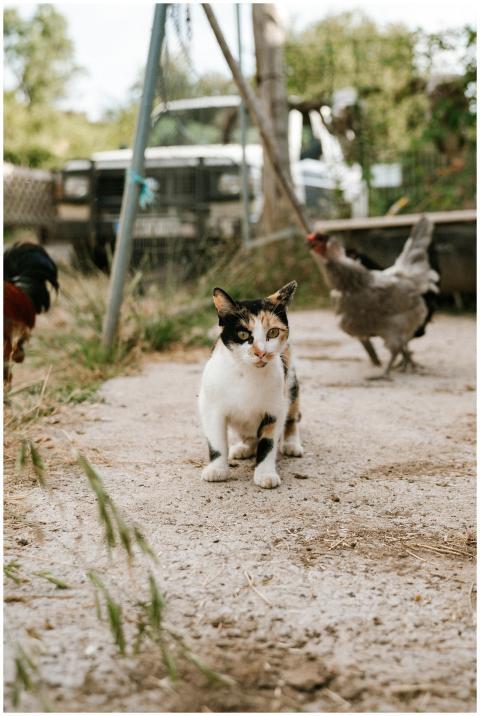 Charming calico cat explores a farm path alongside