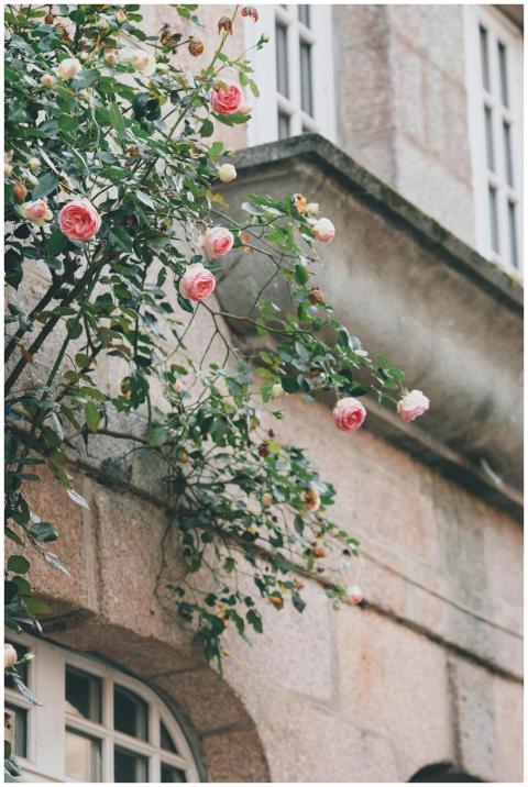 Pink roses gracefully blooming against an aged sto