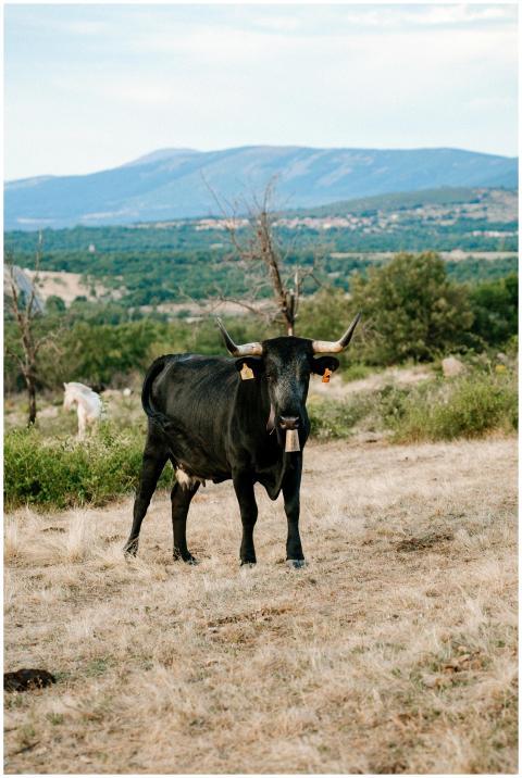 A stunning black cow standing in the Spanish count