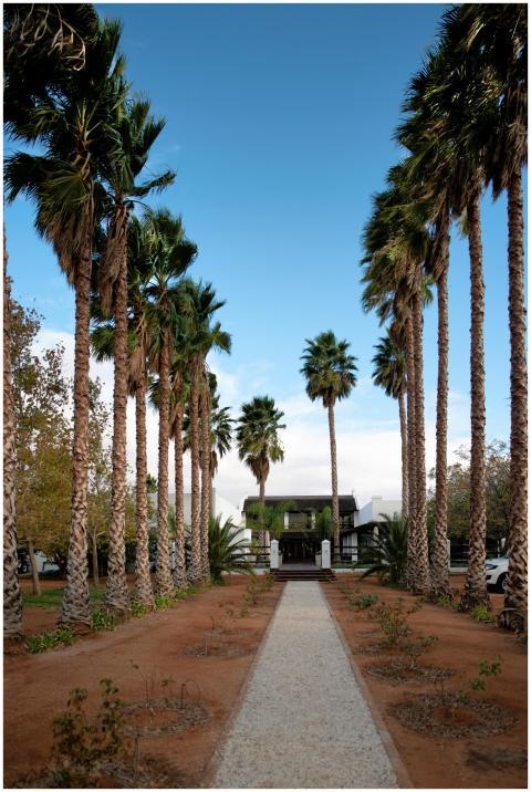 Palm-lined walkway leading to a tropical resort un