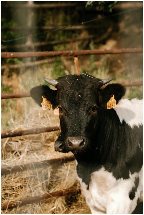 A Holstein cow with ear tags stands in a sunlit pa