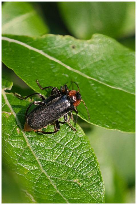 Detailed macro shot of a soldier beetle resting on