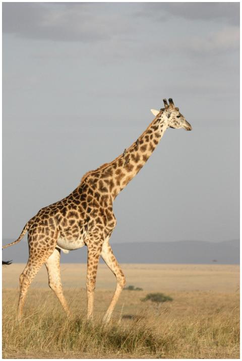 A giraffe walking gracefully across the African sa