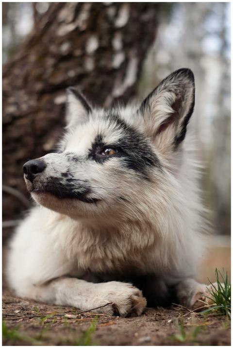 Close-up portrait of a white and black fox lying o