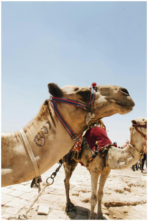 Camels adorned with colorful decorations stand in