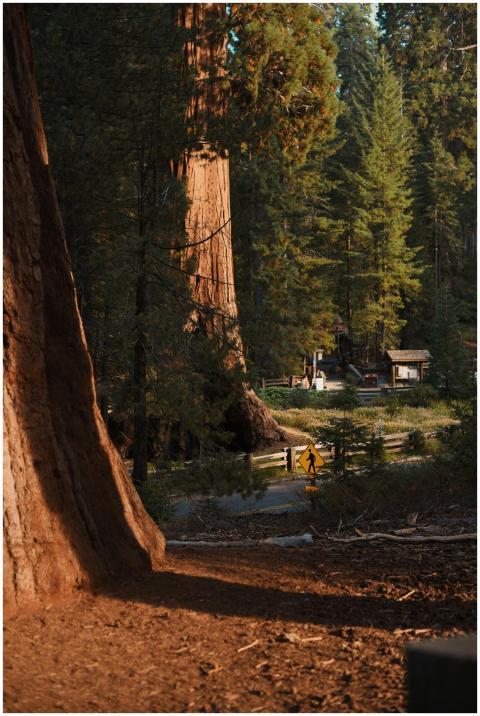 Scenic view of towering Sequoia trees in a sunlit