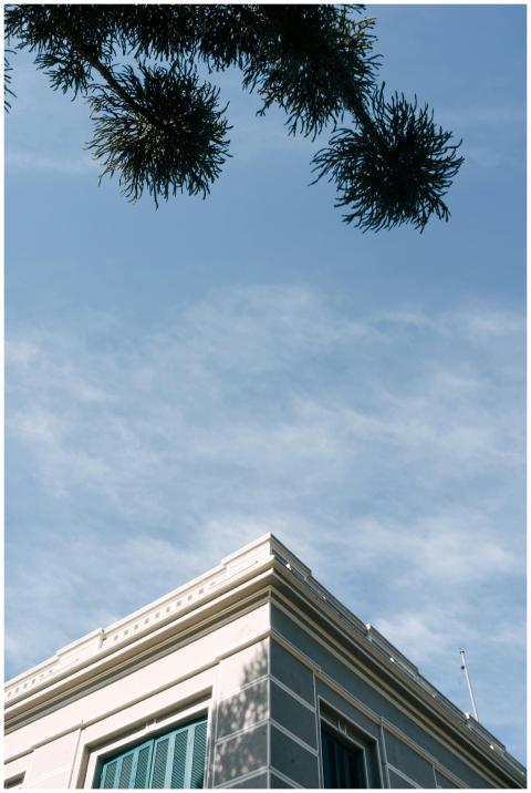 Low-angle view of a building corner and tree branc
