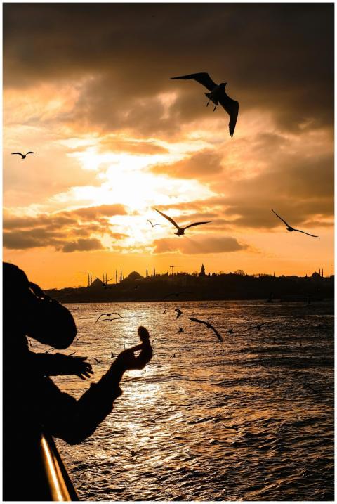 Silhouette of a person feeding seagulls over the o