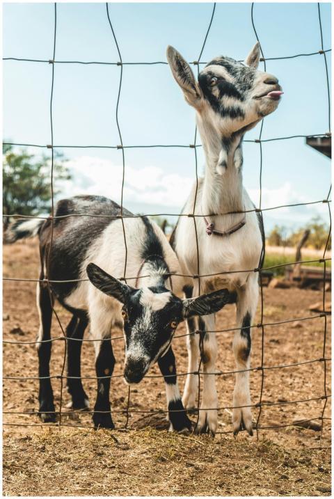 A close-up of two playful goats standing behind a