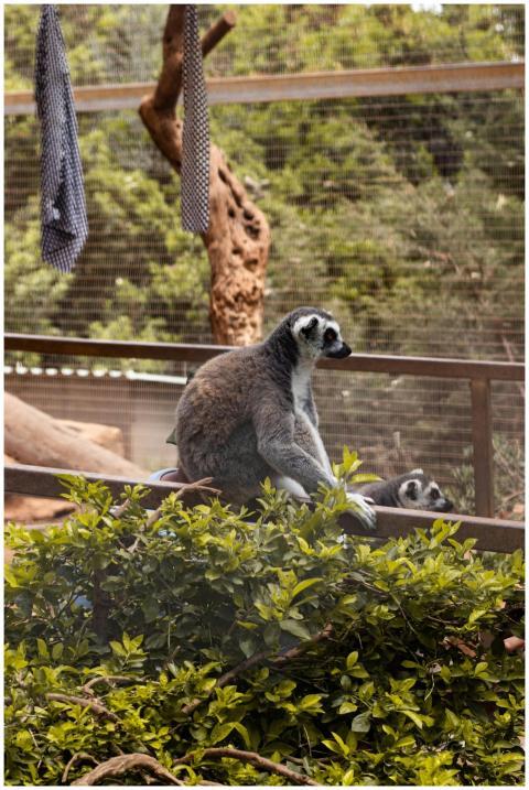 Ring-tailed lemur perched on a branch in a zoo enc