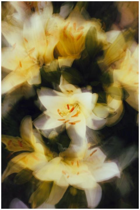 Soft-focus image of yellow lilies blending into an