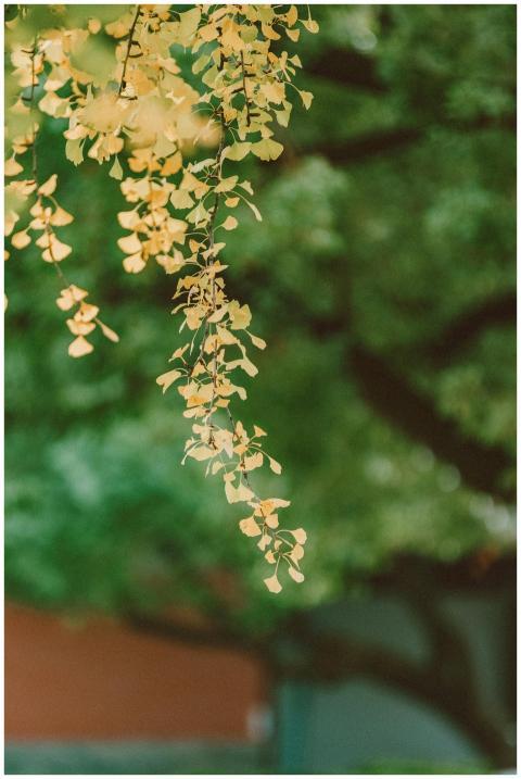 Captivating image of golden autumn leaves hanging