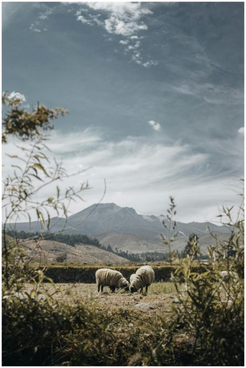 Beautiful rural scene of sheep grazing in a mounta