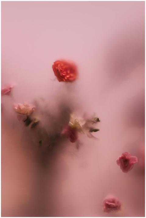Artistic photo of roses through frosted glass, sof