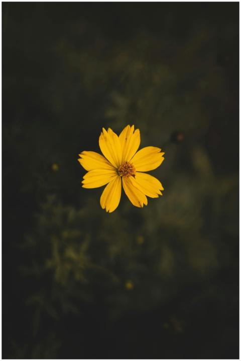 Macro shot of a vibrant yellow flower against a da