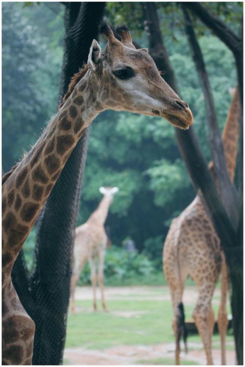 A close view of a giraffe in a lush, green landsca