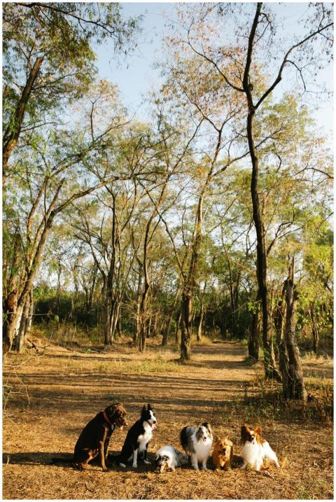 Full length cute dogs of different breeds sitting