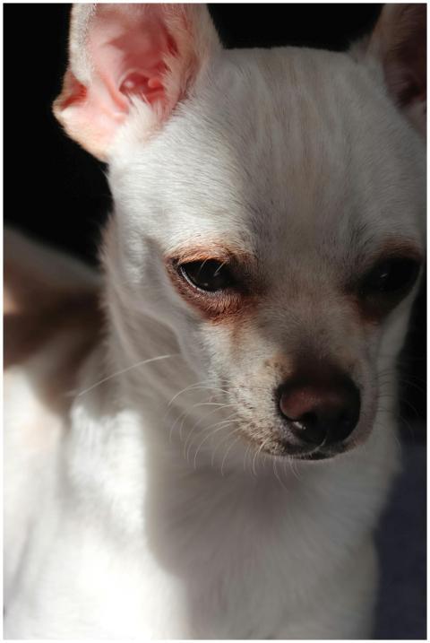 A detailed close-up portrait of a white Chihuahua