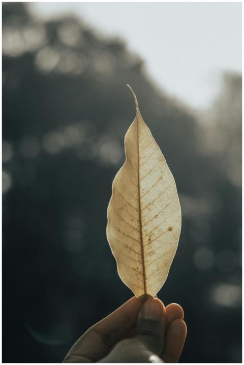 A macro shot featuring a hand holding a fragile le