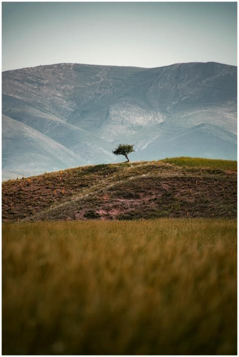 A lone tree atop a hill with majestic mountains in