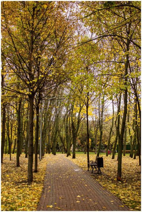 Peaceful park pathway adorned with golden autumn l