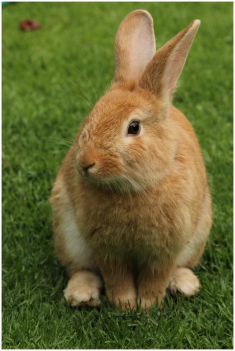 Close-up of a cute rabbit sitting on grass outdoor