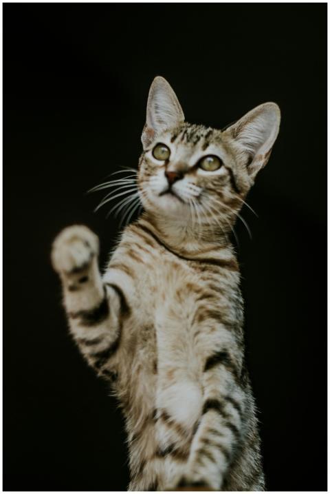Adorable tabby kitten reaching out playfully again