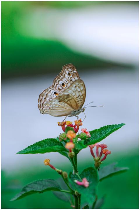 Close-up of a stunning butterfly resting on flower